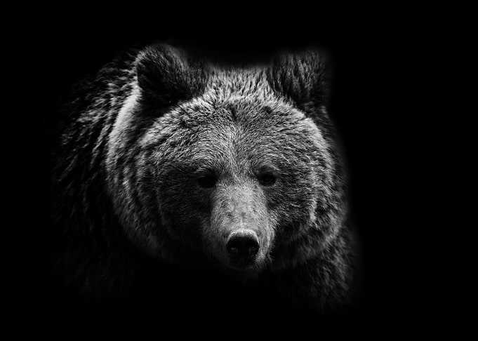 Bear portrait