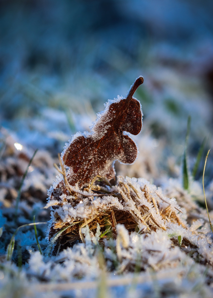 Frosted Forest Floor Leaf
