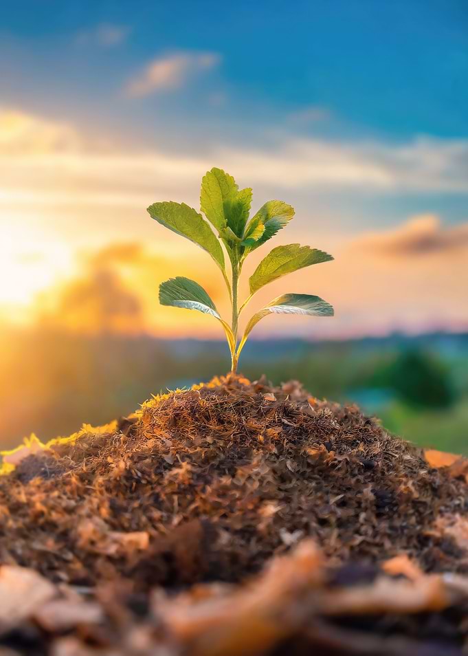 plant growing in sunlight