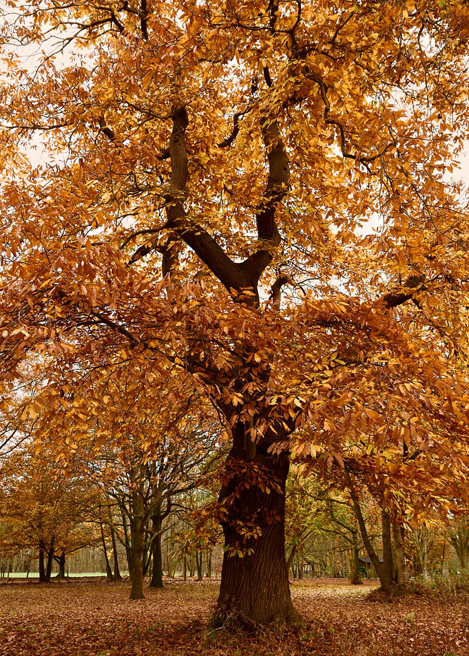 Autumn Tree
