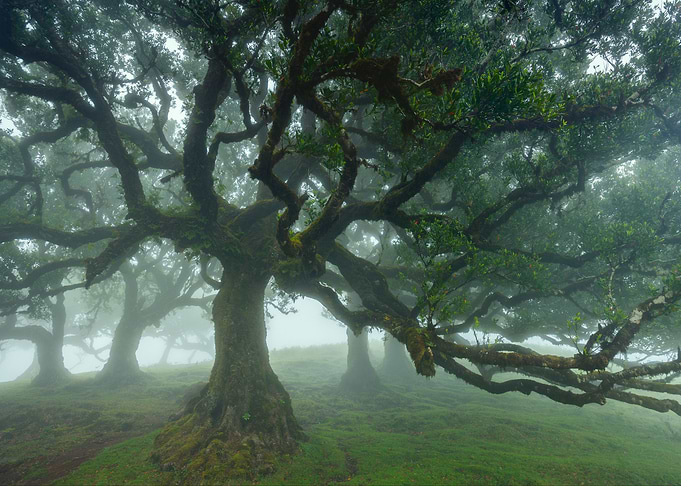 Fanal forest