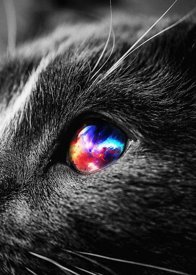 Space Cat 02