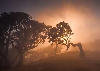 Fanal forest