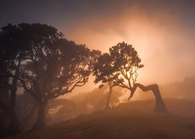Fanal forest