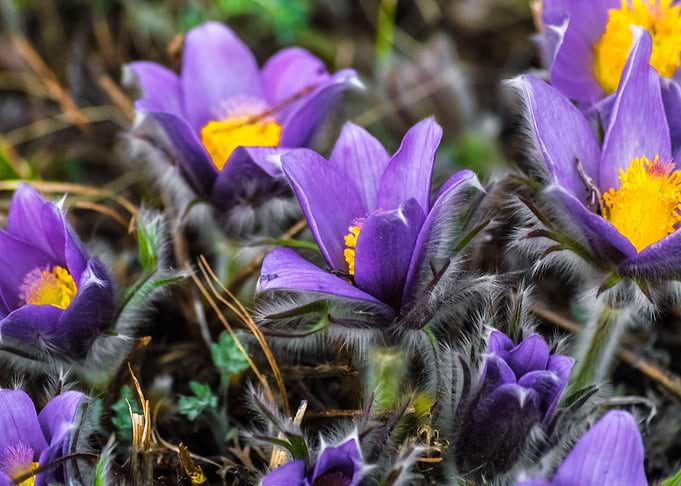 Flowers of Eastern Siberia