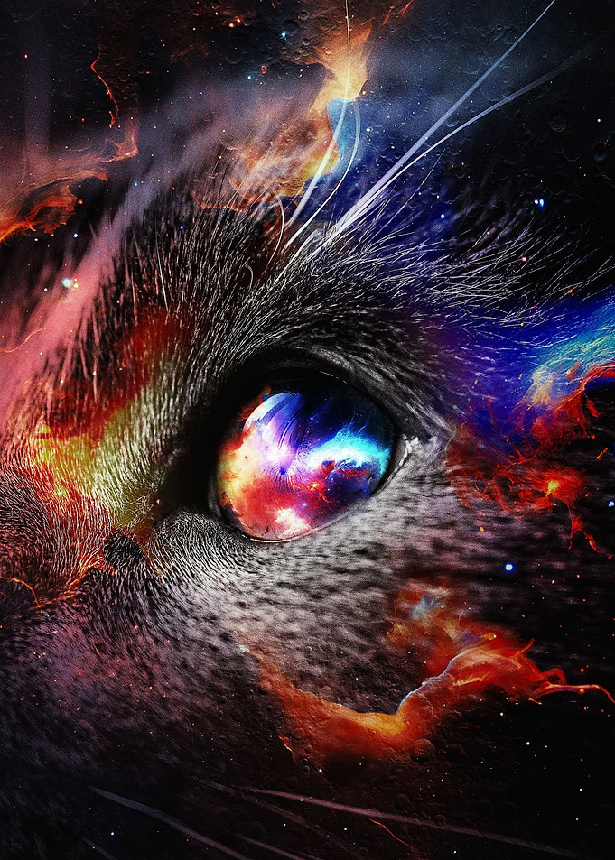 Space Cat 01