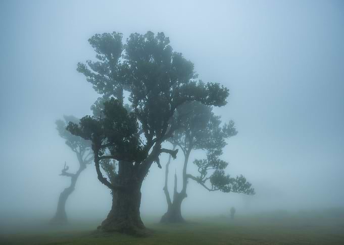 Fanal forest