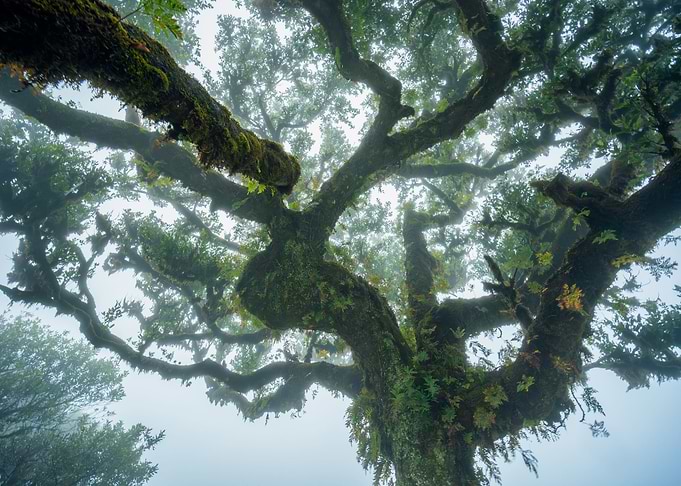 Fanal forest
