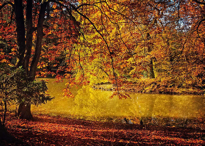 Golden autumn