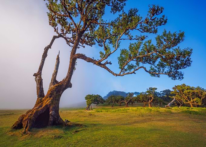 Fanal forest
