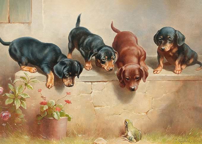 Curious dachshund puppies