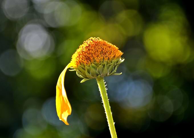 The last petal