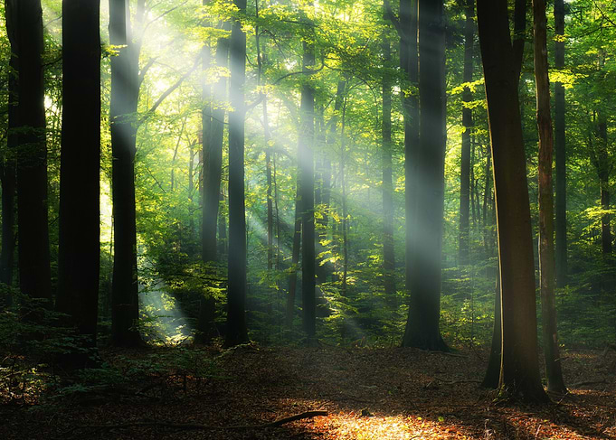 sunrise in green forest