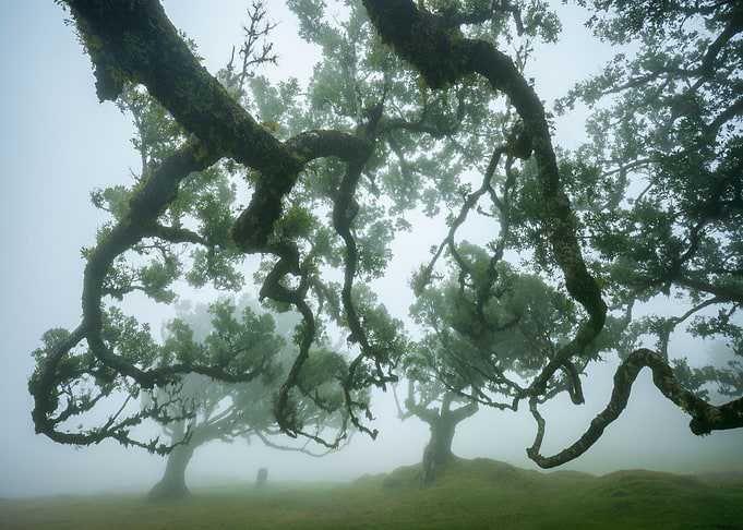Fanal forest
