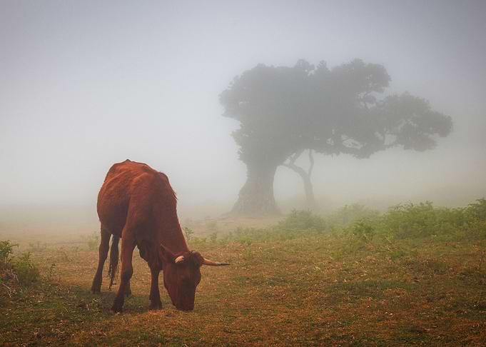 Fanal forest
