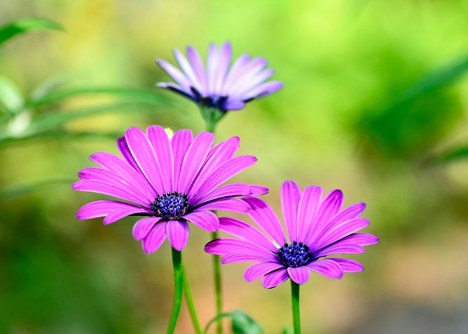 Garden beauties