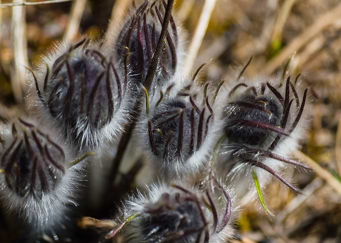 Spring buds