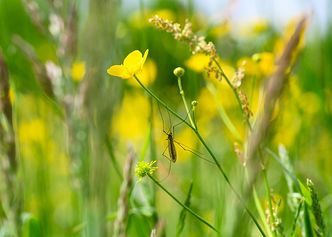 Big cranefly