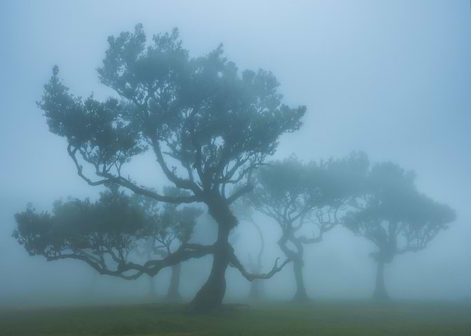 Fanal forest