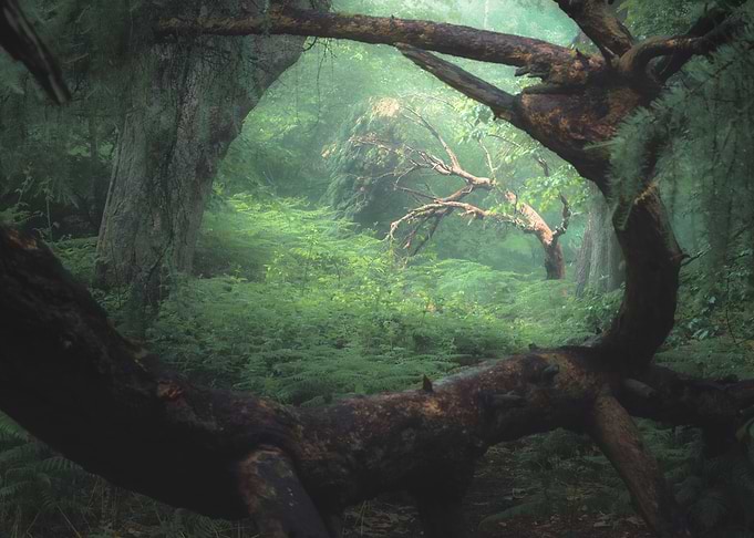 Ravelston Woods Edinburgh