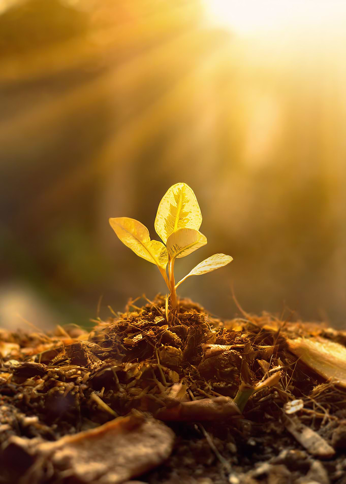 Tiny tree sapling growing