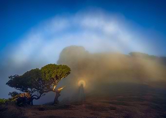 Brocken spectre in nature