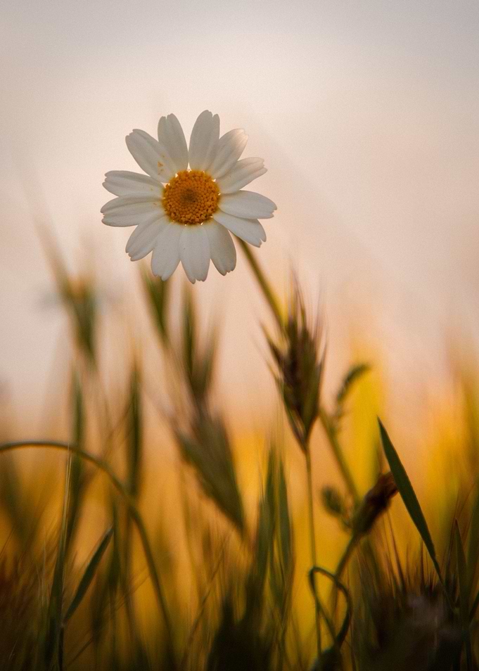 chrysanthemum wheat