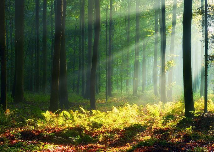 morning in the forest