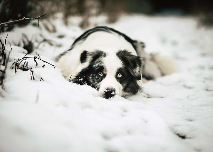 Bailey
