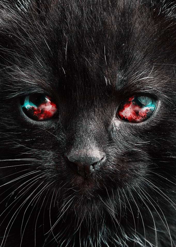 Space Cat 04