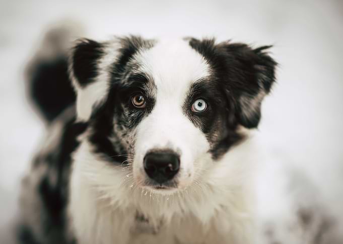 Bailey puppy landscape