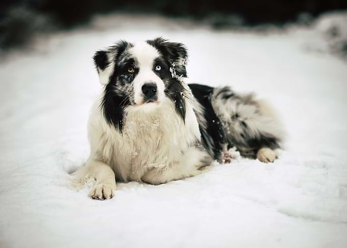 Bailey