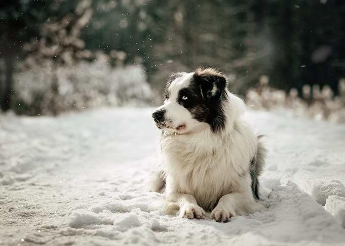 Bailey