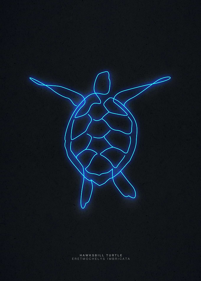 line art hawksbill turtle