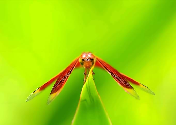 Dragonfly