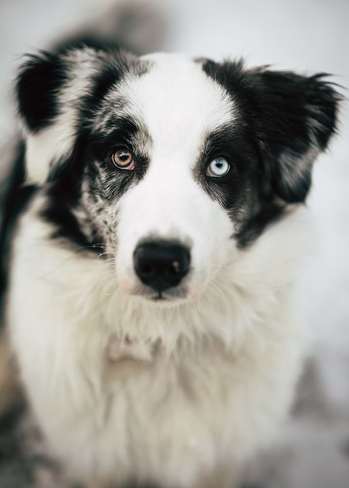 Bailey puppy