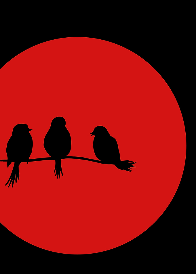 Birds And Sunset