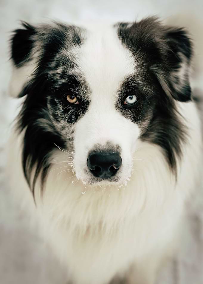 Bailey