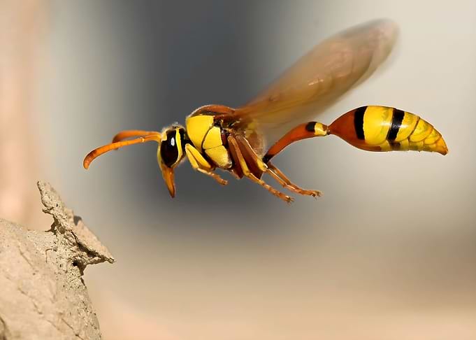 Wasp
