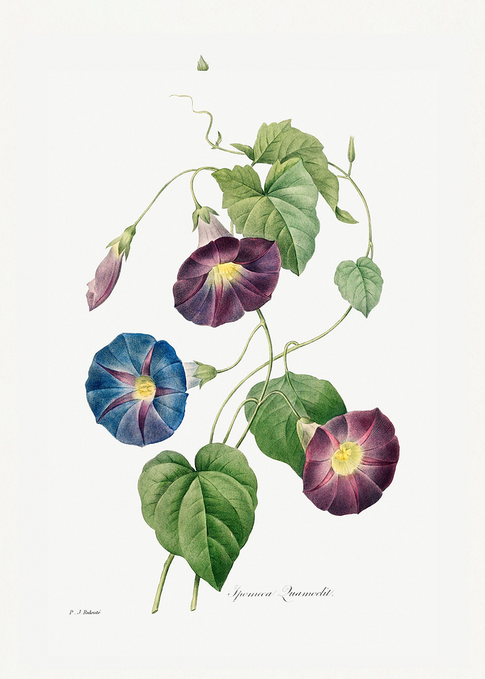 Star glory Morning glory