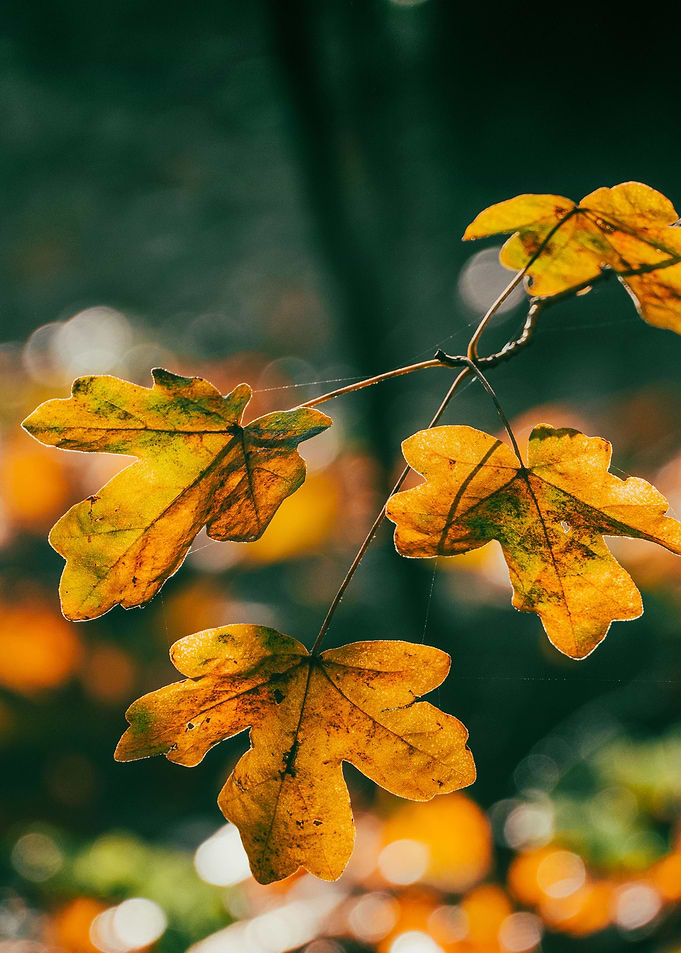 Beautiful Woodland Leaf