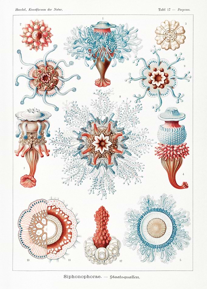 Siphonophorae Staatsqualle