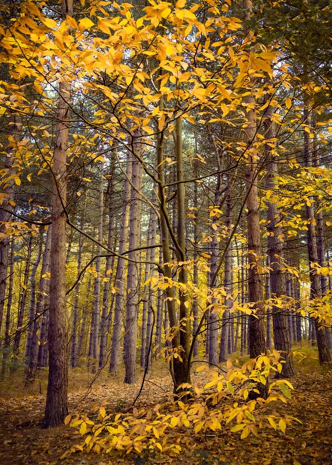 Autumn in Pine Forest