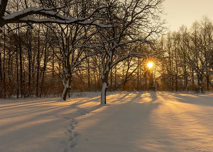 Winter snow covered trees