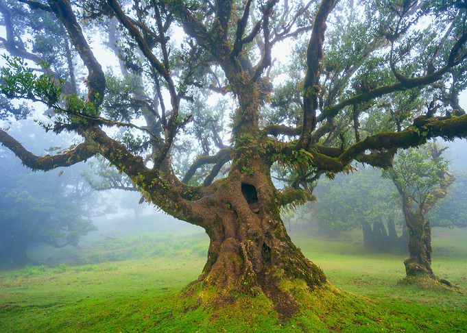 Fanal forest