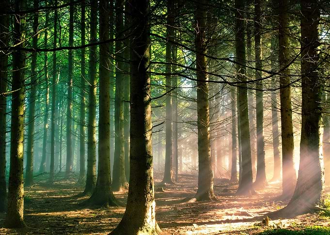 Forest and Sun