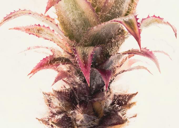 Ornamental pineapple 3