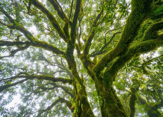 Foggy Fanal Forest