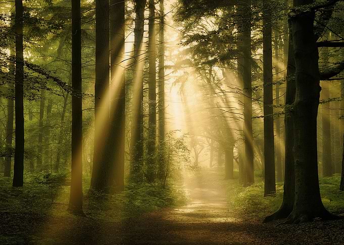 Forest and Sun