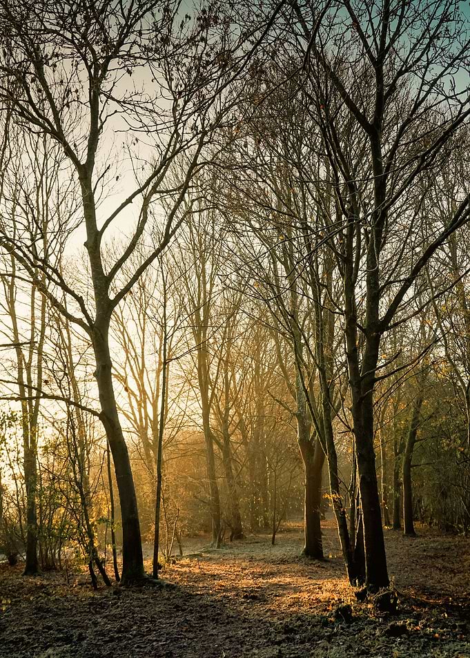 Woodland Glow